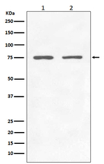 GARS Antibody in Western Blot (WB)