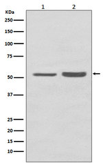 PRP19 Antibody in Western Blot (WB)