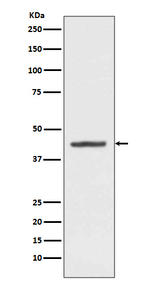 HMBS Recombinant Rabbit Monoclonal Antibody (K01_3S44)
