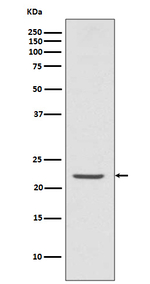 PYCARD Recombinant Rabbit Monoclonal Antibody (K01_3S46)