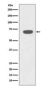 RAD18 Recombinant Rabbit Monoclonal Antibody (K01_3S47)