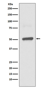 BPI Antibody in Western Blot (WB)