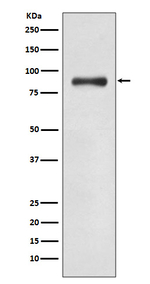 WAVE2 Antibody in Western Blot (WB)