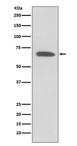 KV1.1 (KCNA1) Recombinant Rabbit Monoclonal Antibody (K01_3S52)