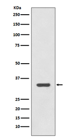 HLA-DRA Antibody in Western Blot (WB)