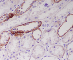 Jagged1 Recombinant Rabbit Monoclonal Antibody (K01_3S58)
