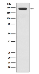 Jagged1 Antibody in Western Blot (WB)