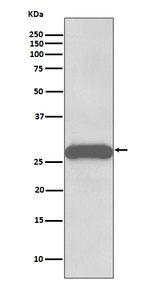 PPP1R1A Recombinant Rabbit Monoclonal Antibody (K01_3S72)