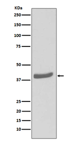 CDK7 Recombinant Rabbit Monoclonal Antibody (K01_3S80)