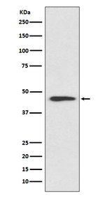 Cyclin B2 Antibody in Western Blot (WB)