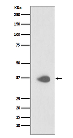 PAX9 Recombinant Rabbit Monoclonal Antibody (K01_3S92)