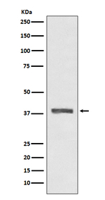 AMPK beta-1 Antibody in Western Blot (WB)