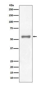 PAX7 Recombinant Rabbit Monoclonal Antibody (K01_3S97)