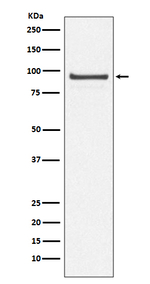 Cdc27 Antibody in Western Blot (WB)