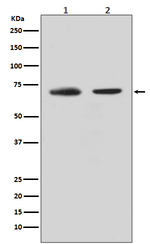 Cdc40 Recombinant Rabbit Monoclonal Antibody (K01_3T06)
