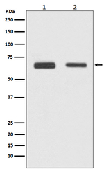 Cdc23 Recombinant Rabbit Monoclonal Antibody (K01_3T07)