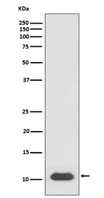CXCL12 Recombinant Rabbit Monoclonal Antibody (K01_3T17)