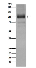 mGluR1 Recombinant Rabbit Monoclonal Antibody (K01_3T22)
