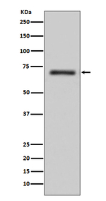FUS Antibody in Western Blot (WB)