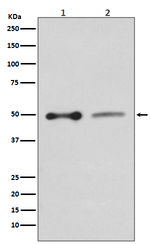 EBP50 Recombinant Rabbit Monoclonal Antibody (K01_3T27)