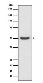 PDIA6 Antibody in Western Blot (WB)