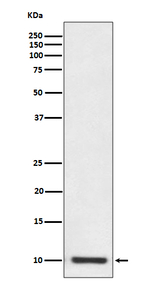 S100P Antibody in Western Blot (WB)