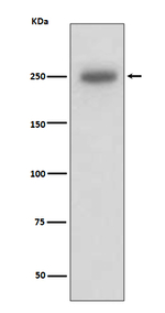 Laminin beta-1 Recombinant Rabbit Monoclonal Antibody (K01_3T34)