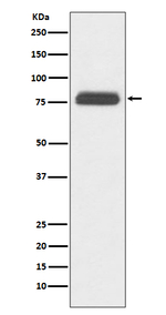 TBR1 Recombinant Rabbit Monoclonal Antibody (K01_3T37)
