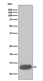 Parvalbumin Recombinant Rabbit Monoclonal Antibody (K01_3T40)