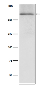 Dystrophin Recombinant Rabbit Monoclonal Antibody (K01_3T43)
