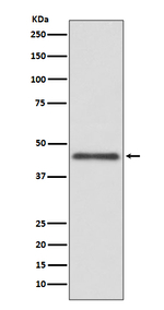 HLA-G Recombinant Rabbit Monoclonal Antibody (K01_3T44)