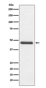 CNPase Recombinant Rabbit Monoclonal Antibody (K01_3T47)