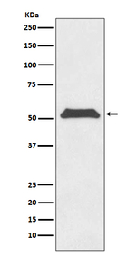 TRF1 Recombinant Rabbit Monoclonal Antibody (K01_3T49)
