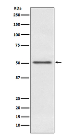 MINA53 Recombinant Rabbit Monoclonal Antibody (K01_3T54)