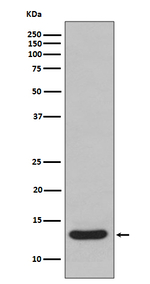 FABP1 Antibody in Western Blot (WB)