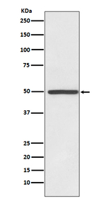 Dopamine Transporter Recombinant Rabbit Monoclonal Antibody (K01_3T62)