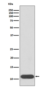 Hemoglobin gamma-1,2 Recombinant Rabbit Monoclonal Antibody (K01_3T64)