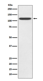 TLR5 Recombinant Rabbit Monoclonal Antibody (K01_3T66)