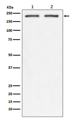 CD104 (Integrin beta 4) Antibody in Western Blot (WB)