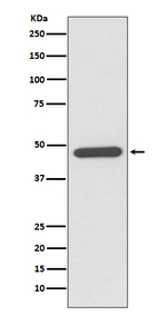NeuroD1 Antibody in Western Blot (WB)