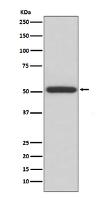 ERp57 Recombinant Rabbit Monoclonal Antibody (K01_3T81)