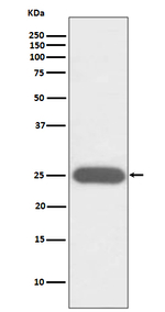 G-CSF Recombinant Rabbit Monoclonal Antibody (K01_3T85)