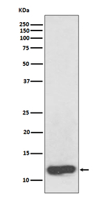 SAA Antibody in Western Blot (WB)