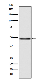 SERPINA9 Antibody in Western Blot (WB)