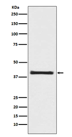 PRAS40 Recombinant Rabbit Monoclonal Antibody (K01_3U06)