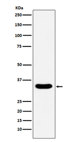 DAZL Recombinant Rabbit Monoclonal Antibody (K01_3U12)