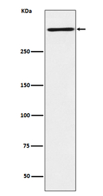 Reelin Recombinant Rabbit Monoclonal Antibody (K01_3U15)