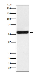 PTGER2 Antibody in Western Blot (WB)