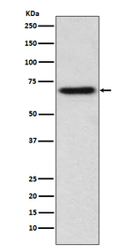 ITK Recombinant Rabbit Monoclonal Antibody (K01_3U20)