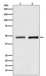 RUVBL2 Recombinant Rabbit Monoclonal Antibody (K01_3U24)